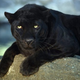 Illustration for article titled Caturday - Panthera onca Edition